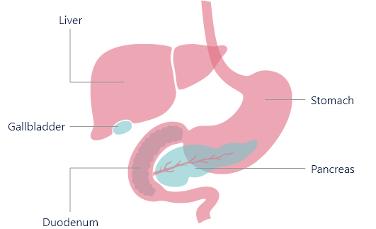 Digestive-System-Detail